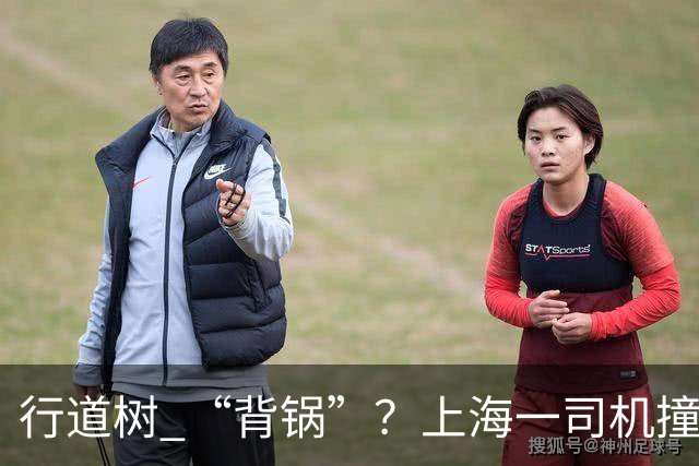 行道树 “背锅”？上海一司机撞树后主张树木全责，结果来了